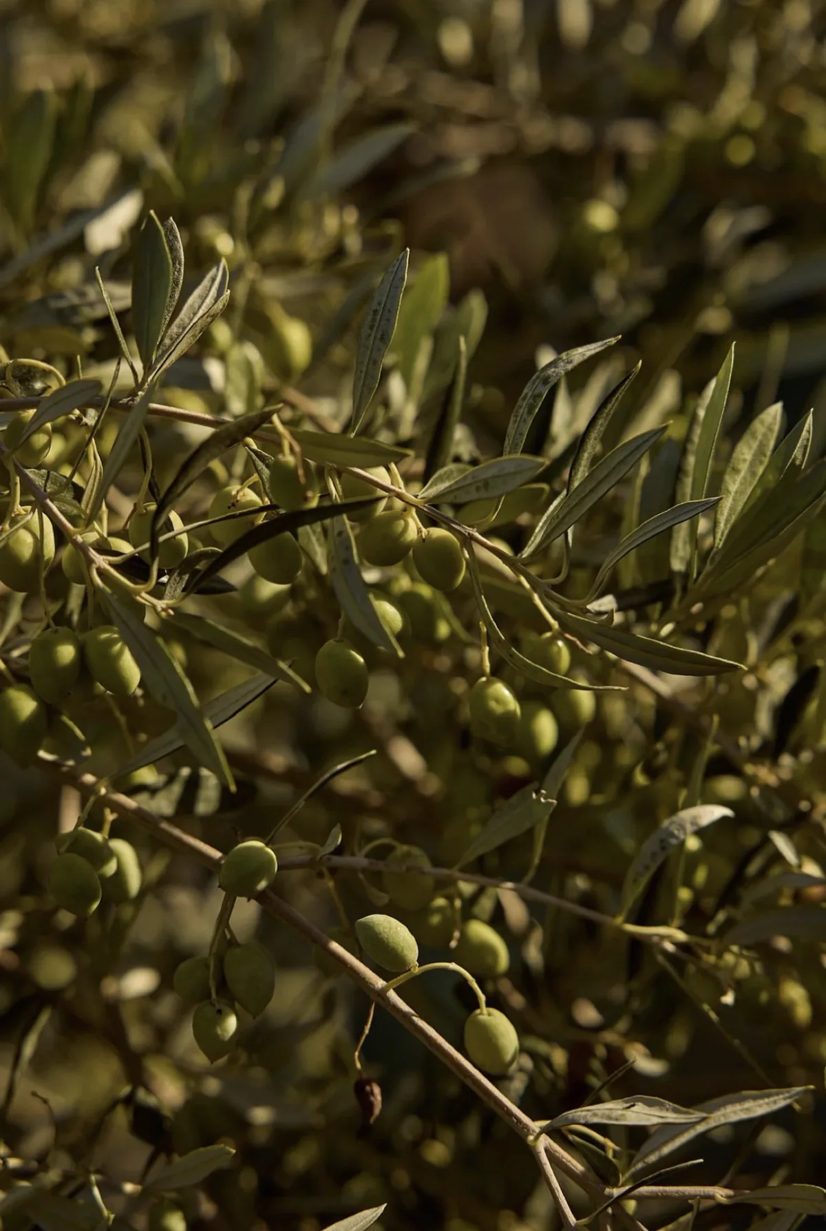 Branche d'olivier baignee de soleil dans un univers naturel et authentique
